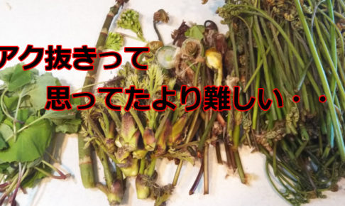 ワラビアク抜き失敗 アイキャッチ