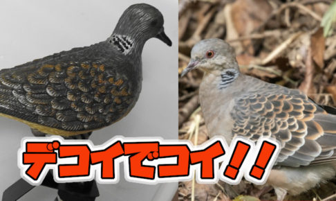 デコイの固定方法アイキャッチ