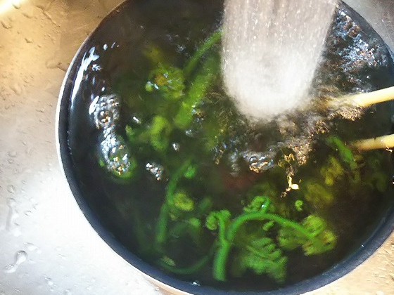 オニヒカゲワラビを水で洗う