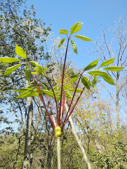 コシアブラの芽