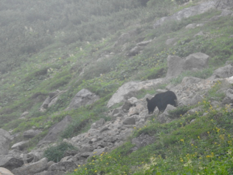 登山途中で撮影した熊