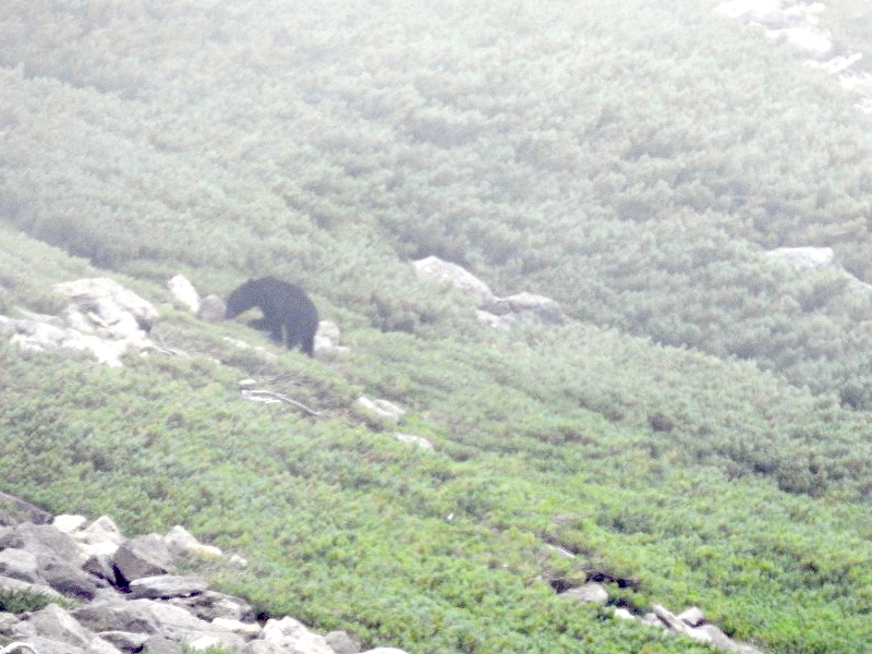 登山途中で撮影した熊2