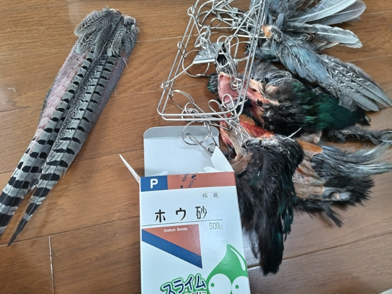 位置に干したキジの羽根