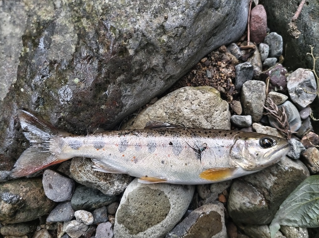 キジの毛鉤で釣れたアマゴ
