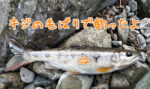 キジの毛鉤でアマゴ　アイキャッチ