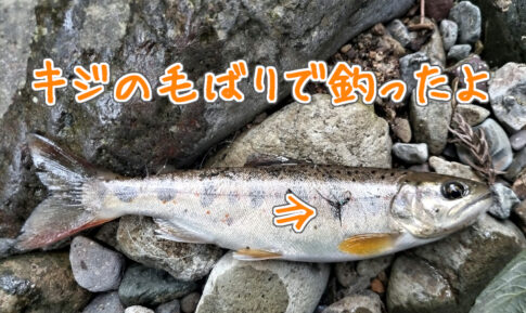 キジの毛鉤でアマゴ　アイキャッチ