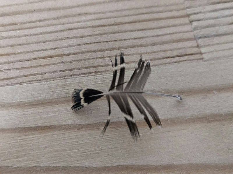 毛鉤作り 羽根の形を整える